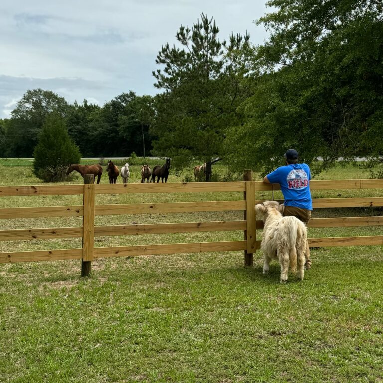 Horse Fence